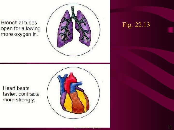 Fig. 22. 13 The nervous system 25 