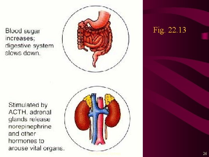 Fig. 22. 13 The nervous system 26 