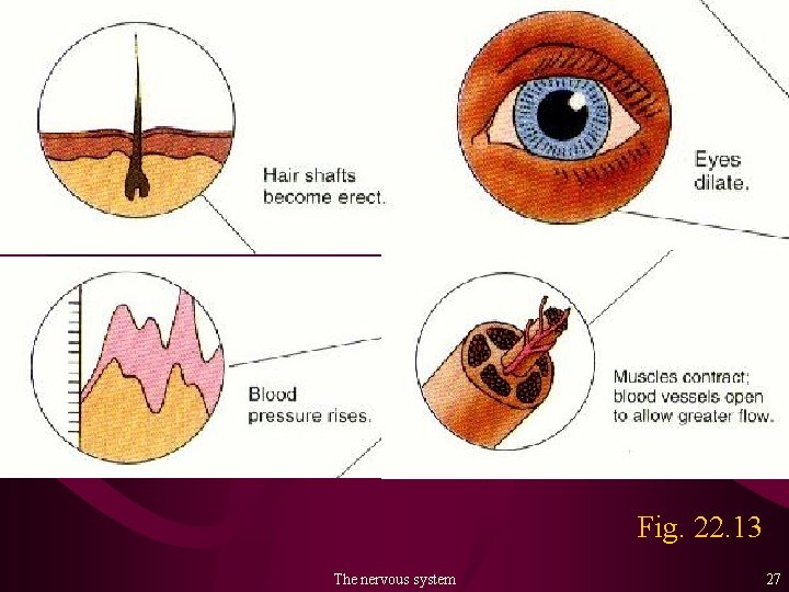 Fig. 22. 13 The nervous system 27 