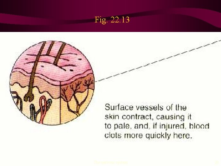 Fig. 22. 13 The nervous system 28 