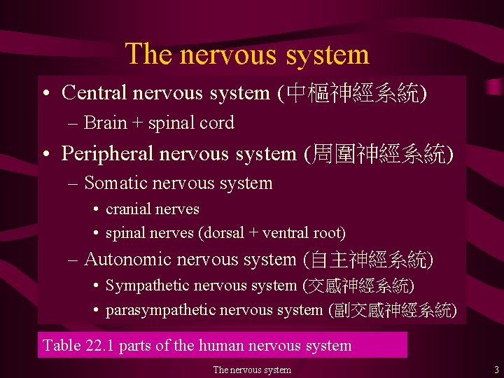 The nervous system • Central nervous system (中樞神經系統) – Brain + spinal cord •
