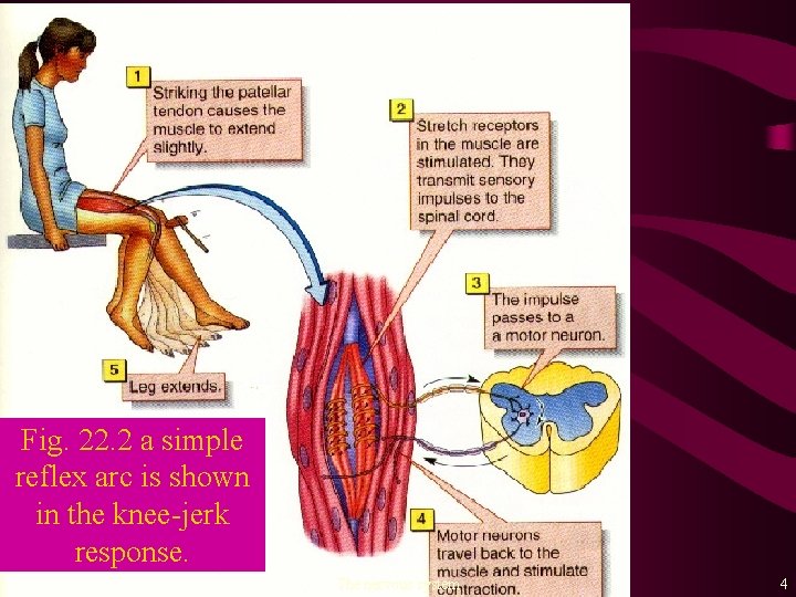 Fig. 22. 2 a simple reflex arc is shown in the knee-jerk response. The