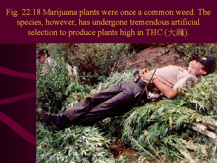 Fig. 22. 18 Marijuana plants were once a common weed. The species, however, has