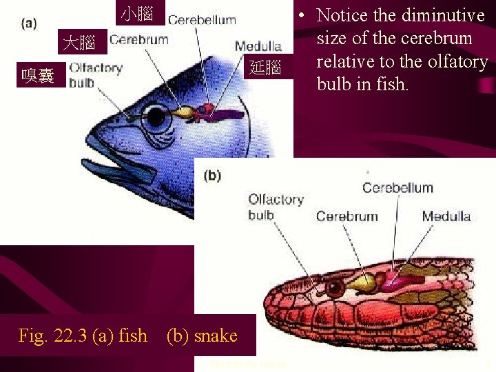  • Notice the diminutive size of the cerebrum relative to the olfatory 延腦
