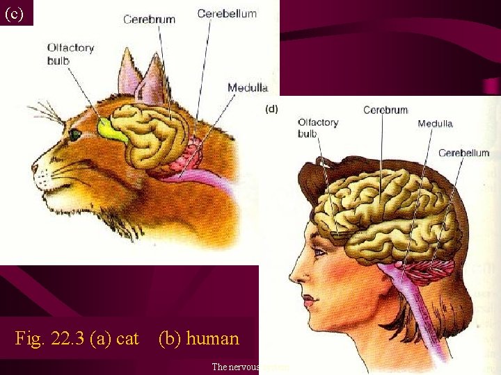 (c) Fig. 22. 3 (a) cat (b) human The nervous system 6 