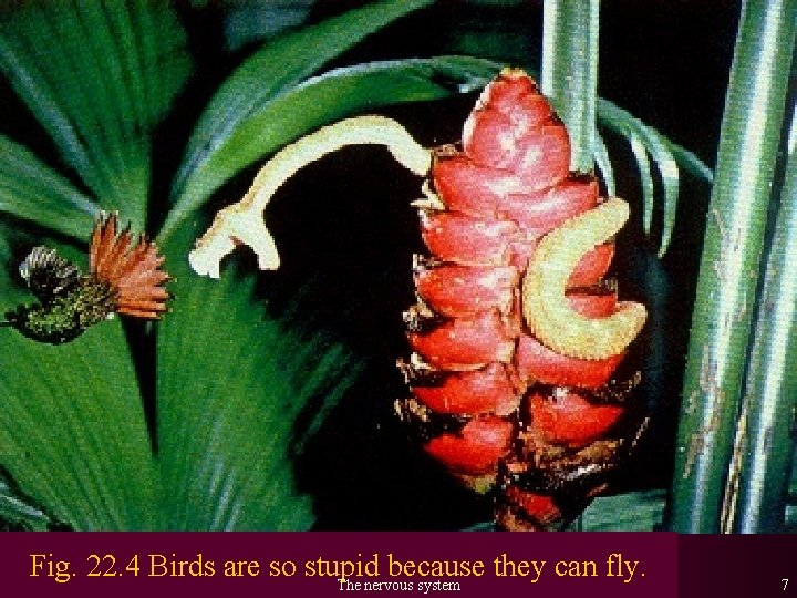 Fig. 22. 4 Birds are so stupid because they can fly. The nervous system