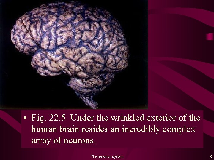  • Fig. 22. 5 Under the wrinkled exterior of the human brain resides