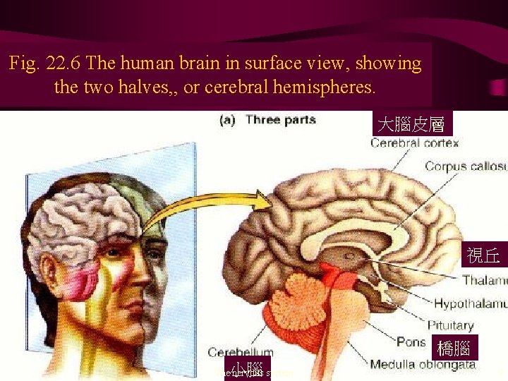 Fig. 22. 6 The human brain in surface view, showing the two halves, ,