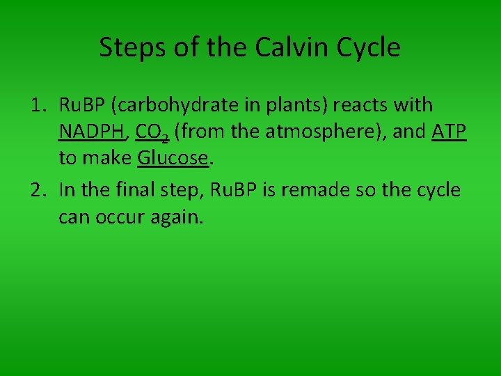 Steps of the Calvin Cycle 1. Ru. BP (carbohydrate in plants) reacts with NADPH,