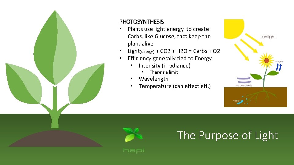 PHOTOSYNTHESIS • Plants use light energy to create Carbs, like Glucose, that keep the