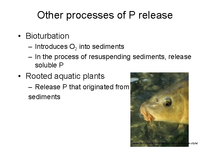 Other processes of P release • Bioturbation – Introduces O 2 into sediments –