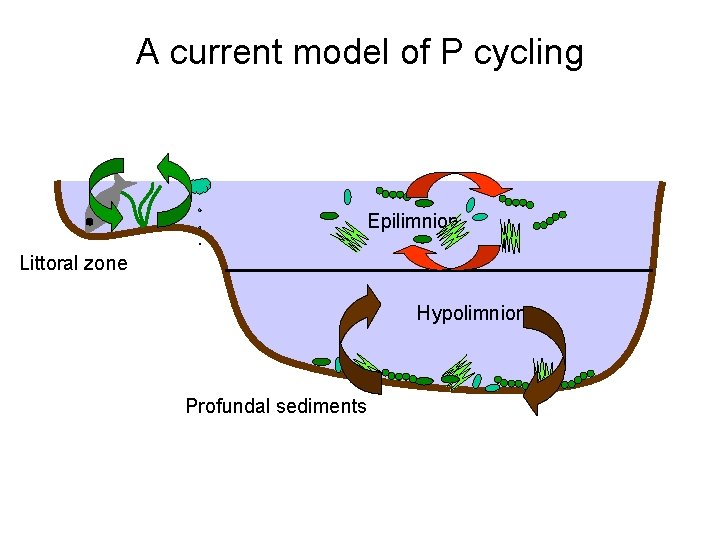 A current model of P cycling Epilimnion Littoral zone Hypolimnion Profundal sediments 