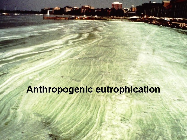 Anthropogenic eutrophication 