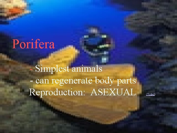 Porifera - Simplest animals - can regenerate body parts Reproduction: ASEXUAL (Video) 