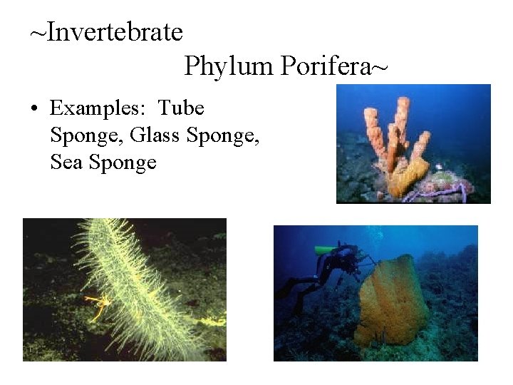 ~Invertebrate Phylum Porifera~ • Examples: Tube Sponge, Glass Sponge, Sea Sponge 