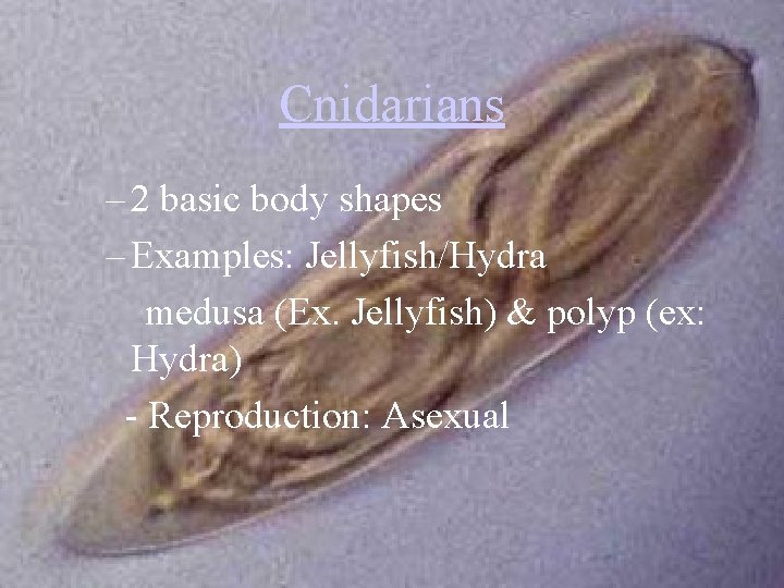 Cnidarians – 2 basic body shapes – Examples: Jellyfish/Hydra medusa (Ex. Jellyfish) & polyp