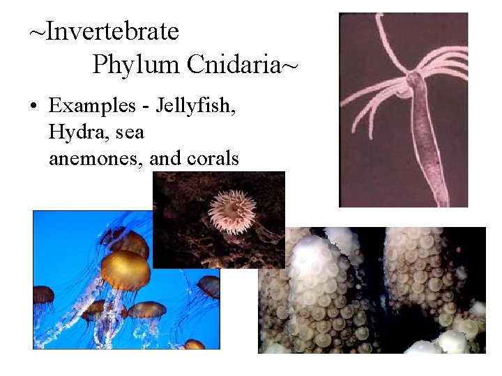 ~Invertebrate Phylum Cnidaria~ • Examples - Jellyfish, Hydra, sea anemones, and corals 