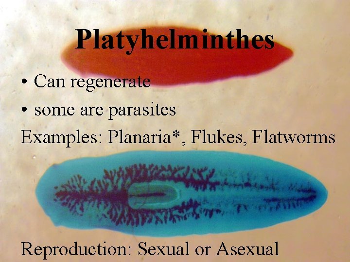 Platyhelminthes • Can regenerate • some are parasites Examples: Planaria*, Flukes, Flatworms Reproduction: Sexual