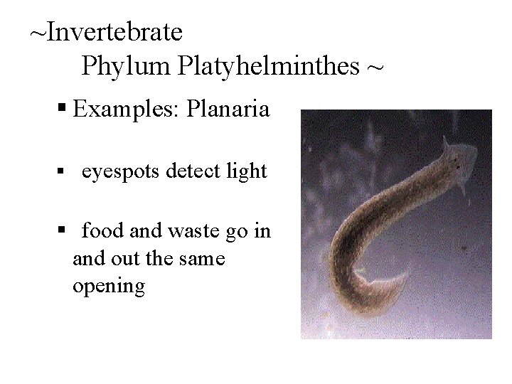 ~Invertebrate Phylum Platyhelminthes ~ § Examples: Planaria § eyespots detect light § food and