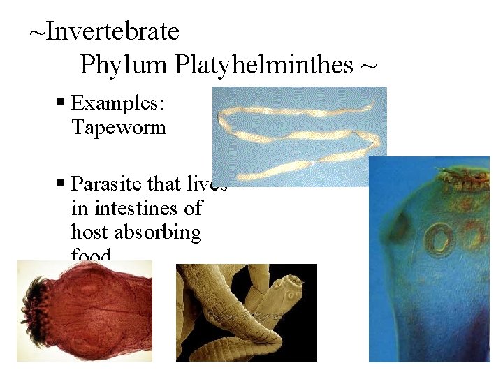 ~Invertebrate Phylum Platyhelminthes ~ § Examples: Tapeworm § Parasite that lives in intestines of