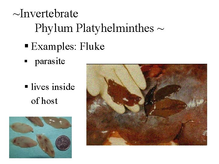~Invertebrate Phylum Platyhelminthes ~ § Examples: Fluke § parasite § lives inside of host