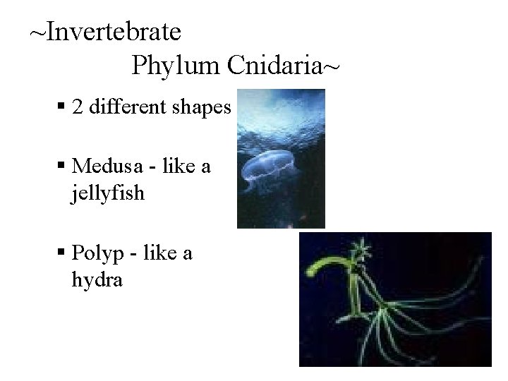 ~Invertebrate Phylum Cnidaria~ § 2 different shapes § Medusa - like a jellyfish §