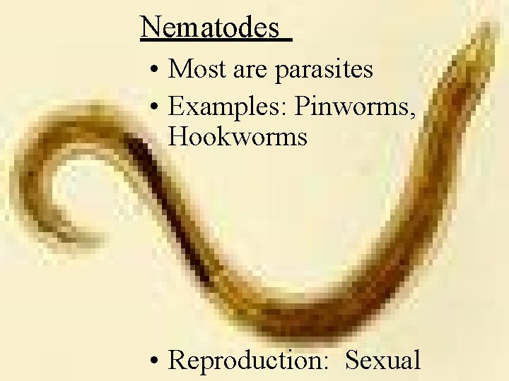 Nematodes • Most are parasites • Examples: Pinworms, Hookworms • Reproduction: Sexual 