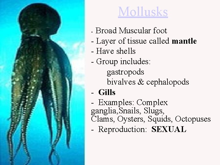 Mollusks Broad Muscular foot - Layer of tissue called mantle - Have shells -