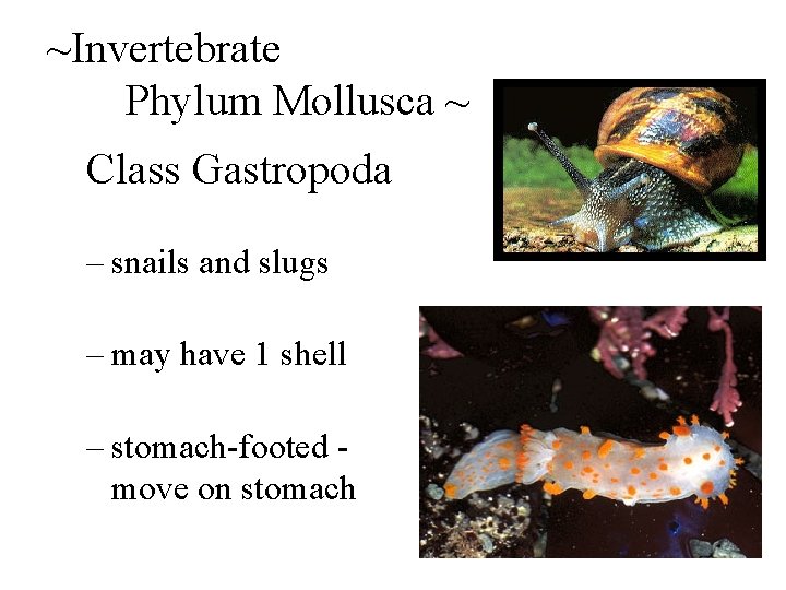 ~Invertebrate Phylum Mollusca ~ Class Gastropoda – snails and slugs – may have 1