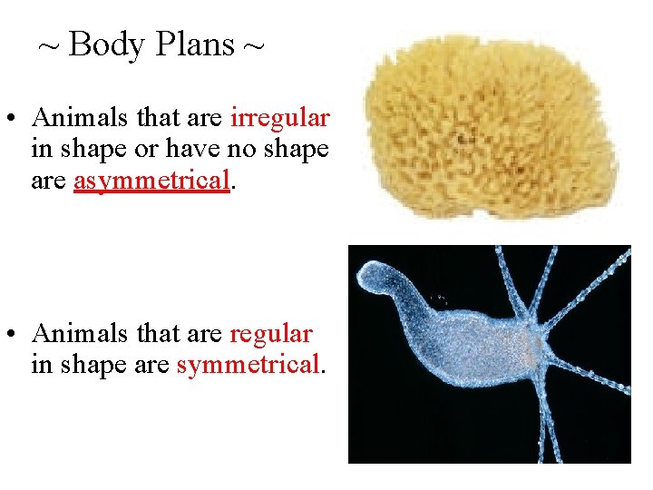 ~ Body Plans ~ • Animals that are irregular in shape or have no
