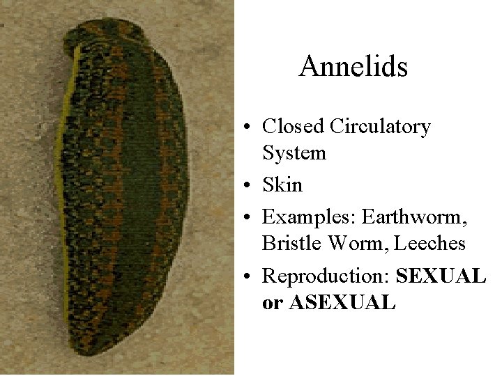 Annelids • Closed Circulatory System • Skin • Examples: Earthworm, Bristle Worm, Leeches •