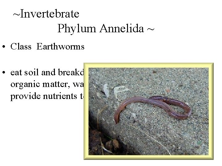 ~Invertebrate Phylum Annelida ~ • Class Earthworms • eat soil and breakdown organic matter,