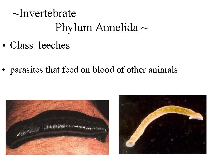 ~Invertebrate Phylum Annelida ~ • Class leeches • parasites that feed on blood of