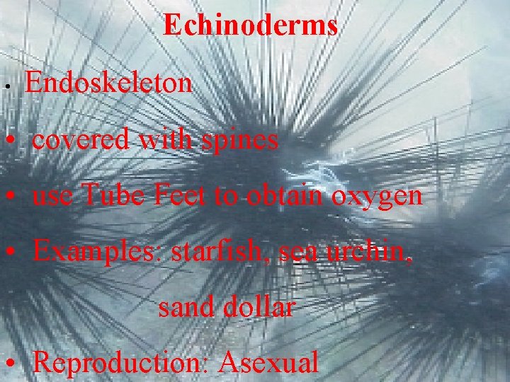 Echinoderms • Endoskeleton • covered with spines • use Tube Feet to obtain oxygen