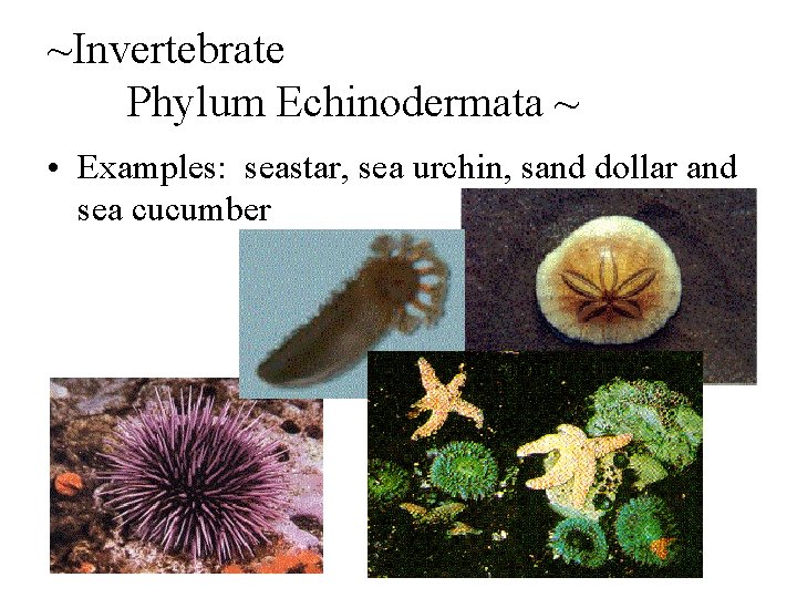 ~Invertebrate Phylum Echinodermata ~ • Examples: seastar, sea urchin, sand dollar and sea cucumber
