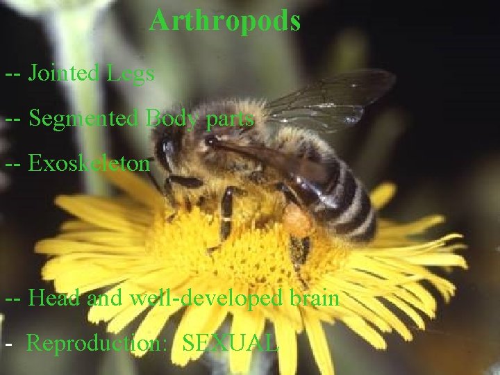 Arthropods -- Jointed Legs -- Segmented Body parts -- Exoskeleton -- Head and well-developed