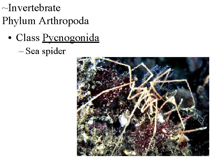~Invertebrate Phylum Arthropoda • Class Pycnogonida – Sea spider 