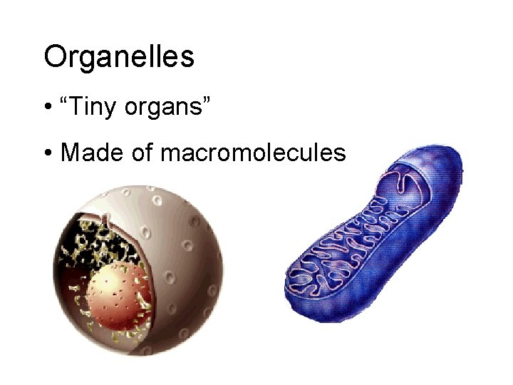 Organelles • “Tiny organs” • Made of macromolecules 