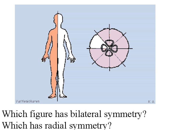 Which figure has bilateral symmetry? Which has radial symmetry? 