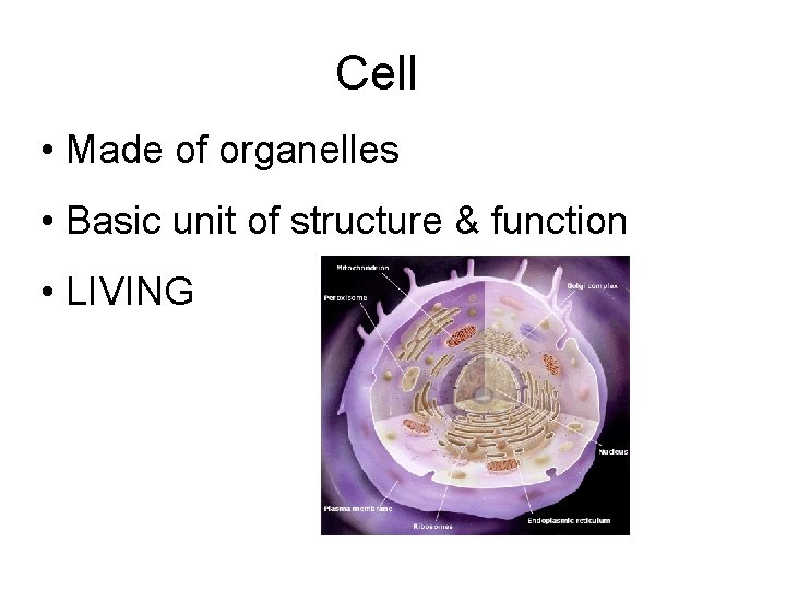 Cell • Made of organelles • Basic unit of structure & function • LIVING