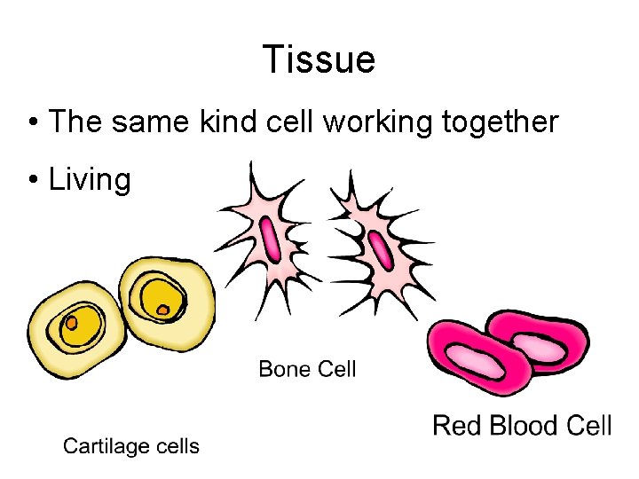 Tissue • The same kind cell working together • Living 