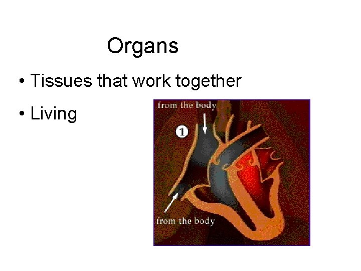 Organs • Tissues that work together • Living 