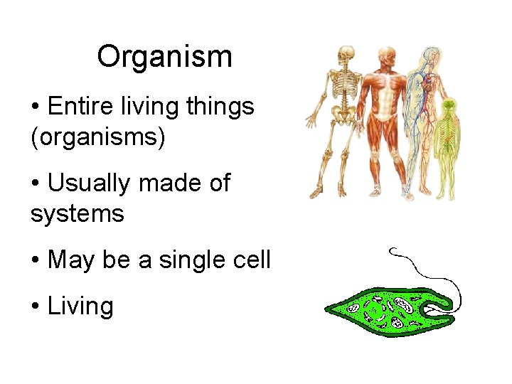 Organism • Entire living things (organisms) • Usually made of systems • May be