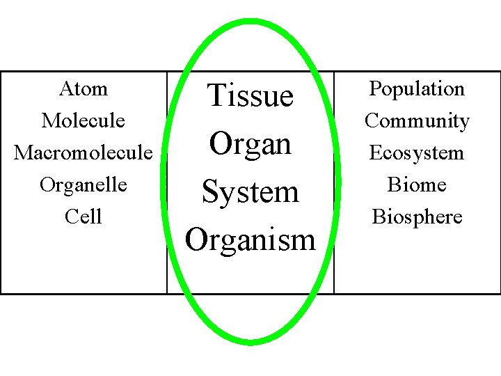 Atom Molecule Macromolecule Organelle Cell Tissue Organ System Organism Population Community Ecosystem Biome Biosphere