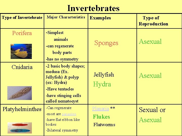 Invertebrates Type of Invertebrate Porifera Major Characteristics Platyhelminthes Type of Reproduction -Simplest animals -can