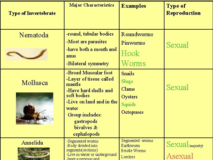 Major Characteristics Examples Type of Invertebrate Nematoda Mollusca Annelida -round, tubular bodies Roundworms -Most