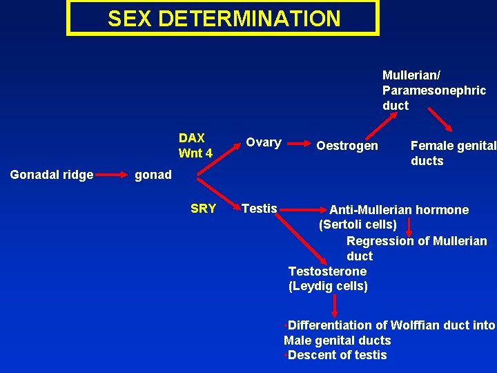 SEX DETERMINATION Mullerian/ Paramesonephric duct Gonadal ridge DAX Wnt 4 Ovary SRY Testis gonad