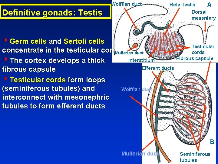 Wolffian duct Definitive gonads: Testis Rete testis A Dorsal mesentery 4 Germ cells and