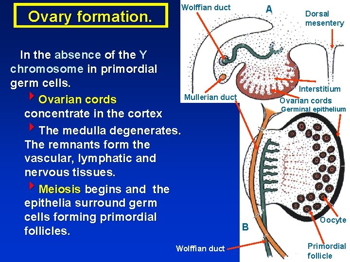 Ovary formation. Wolffian duct In the absence of the Y chromosome in primordial germ
