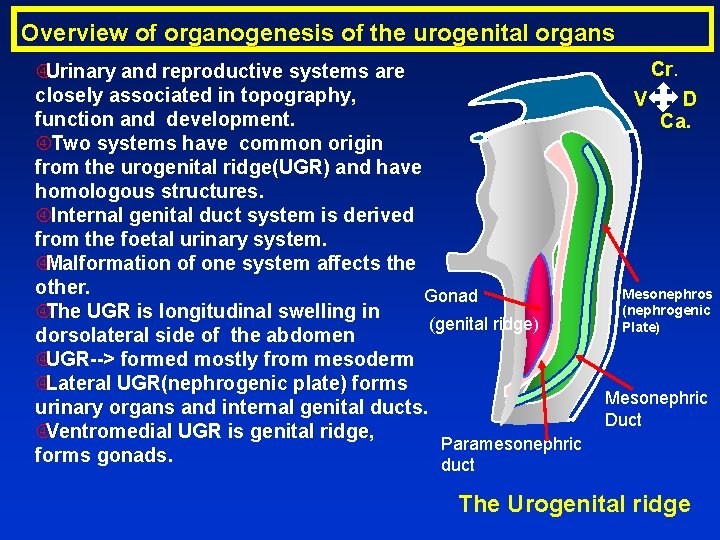 Overview of organogenesis of the urogenital organs Cr. Urinary and reproductive systems are closely